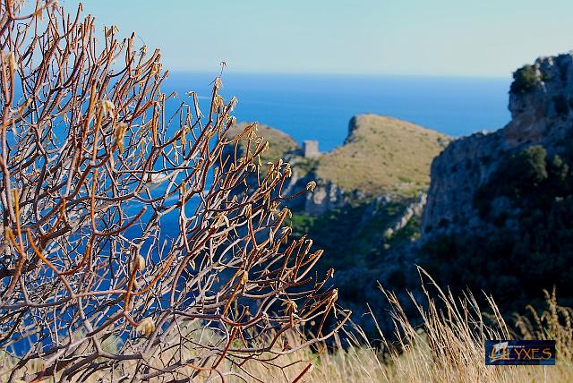 euphorbia e montalto.jpg